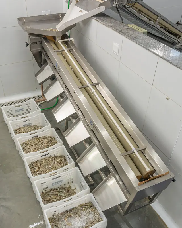 Máquina classificadora com as caixas de camarão separadas por tamanho